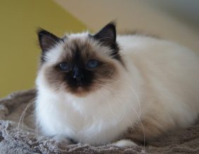 CHATTERIE DES PETITS TRESORS
