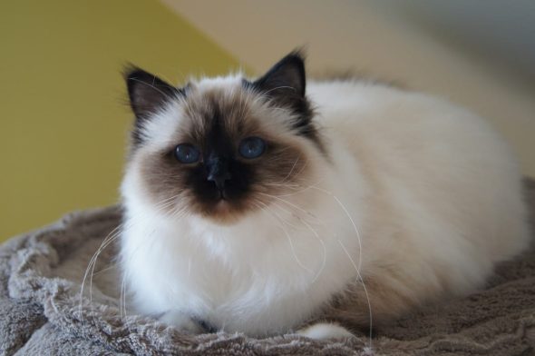 CHATTERIE DES PETITS TRESORS - Image 4