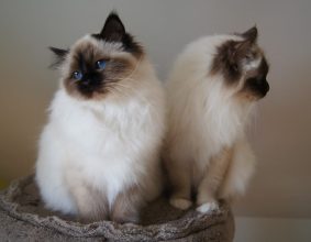 CHATTERIE DES PETITS TRESORS