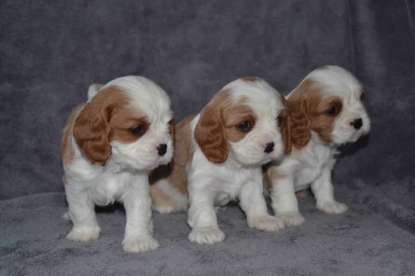 DES CAVALIERS D&rsquo;HADZYNSKI - Image 8
