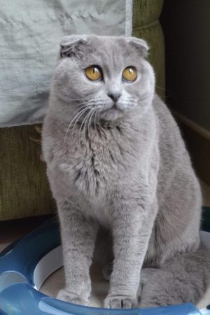 LA CHATTERIE DE LA VALLEE - Image 4