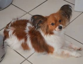 SENN SYLVIE