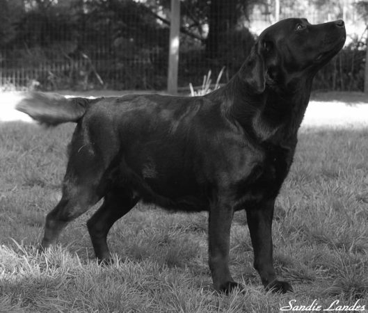ELEVAGE DE SANDIE LANDES - Image 8