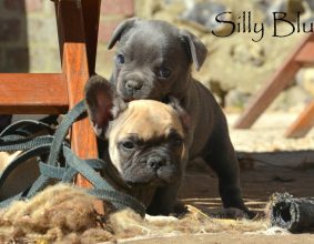SILLY BLUE