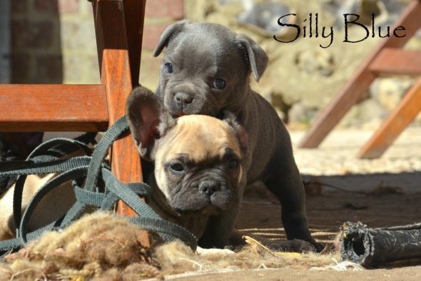 SILLY BLUE - Image 5