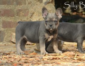 SILLY BLUE