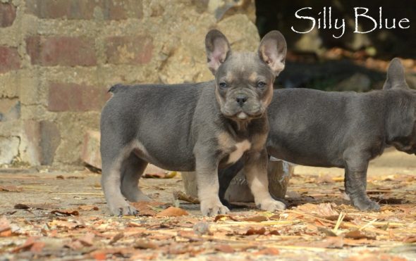 SILLY BLUE - Image 4