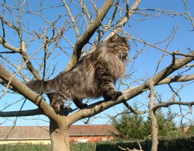 CHAT.DE LA GRIFFE SIBERIAN