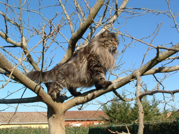 CHAT.DE LA GRIFFE SIBERIAN - Image 1