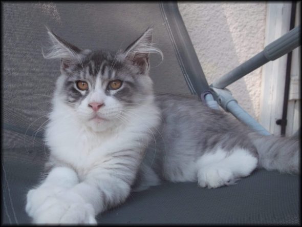 MENOURY SOPHIE - Image 1