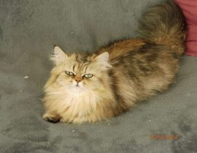 CHATTERIE DEESSE DE LAKSHMI
