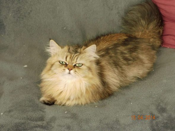 CHATTERIE DEESSE DE LAKSHMI - Image 2