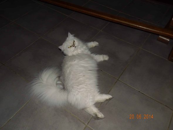 CHATTERIE DEESSE DE LAKSHMI - Image 4