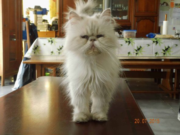 CHATTERIE DEESSE DE LAKSHMI - Image 7