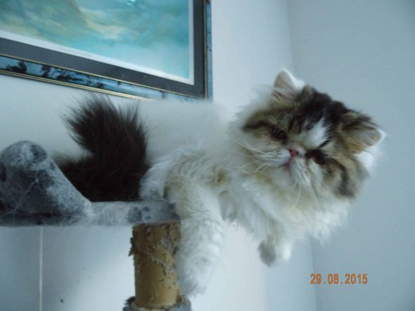 CHATTERIE DEESSE DE LAKSHMI - Image 9