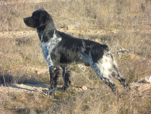 DE LA HAILLE AU LOUP - Image 3