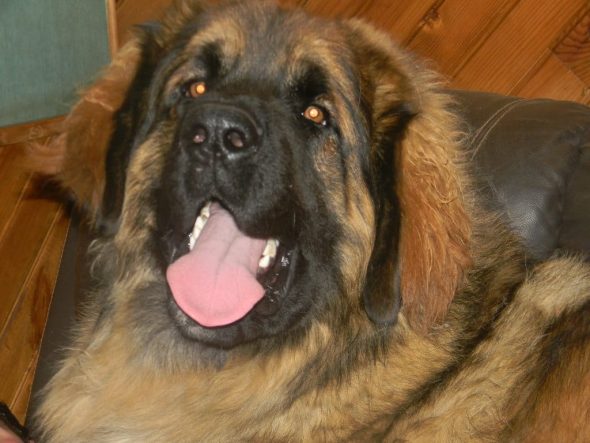KERLEO DU GROS CHENE - Image 1