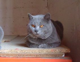 CHATTERIE DU MAS DE TOULOUSE