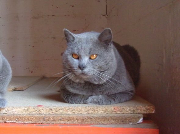 CHATTERIE DU MAS DE TOULOUSE - Image 2