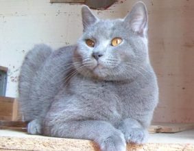 CHATTERIE DU MAS DE TOULOUSE