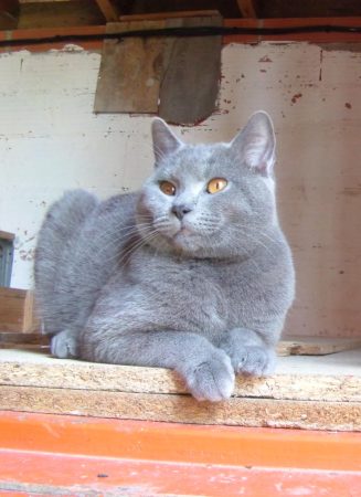 CHATTERIE DU MAS DE TOULOUSE - Image 3