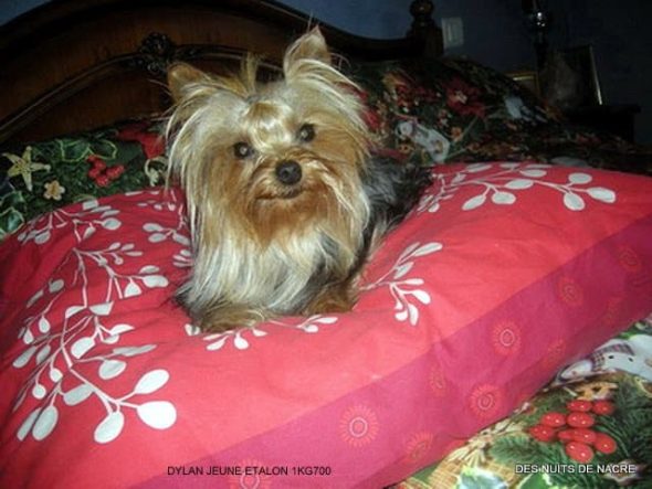 BRESSY MARIE-THERESE - Image 6