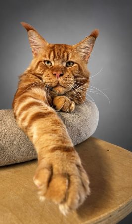 CHATTERIE MAINE COONS OF IRISH TOUCH - Image 10