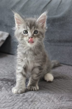 PLUME’S LITTLEPAWS - Image 65
