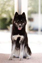 LEGENDARY WHITE FANG