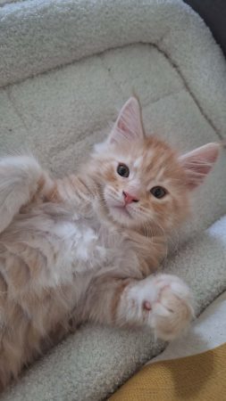 Little Lion - Image 7