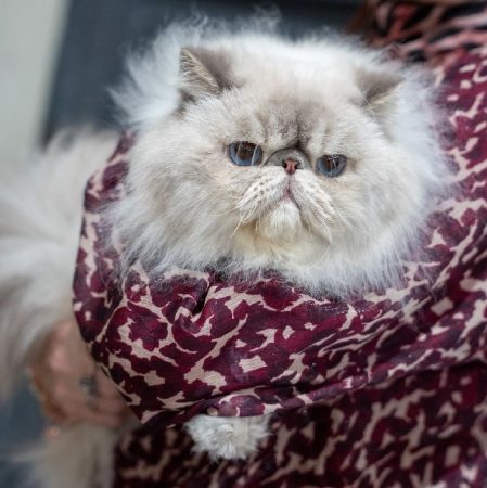 CHATTERIE AU COEUR DU SOLEIL - Image 8