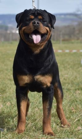 AUS DEM HERZEN VON GUESS - Image 3