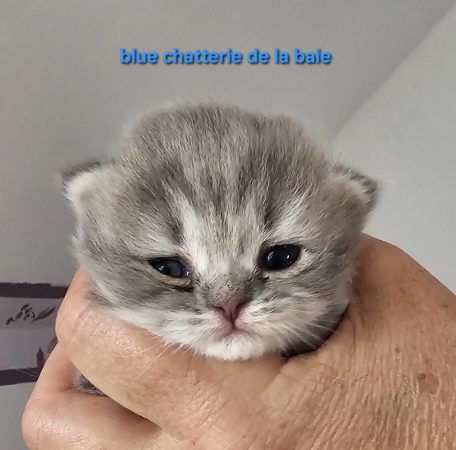 CHATTERIE DE LA BAIE ETOILEE - Image 13