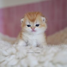 NEKOBAA