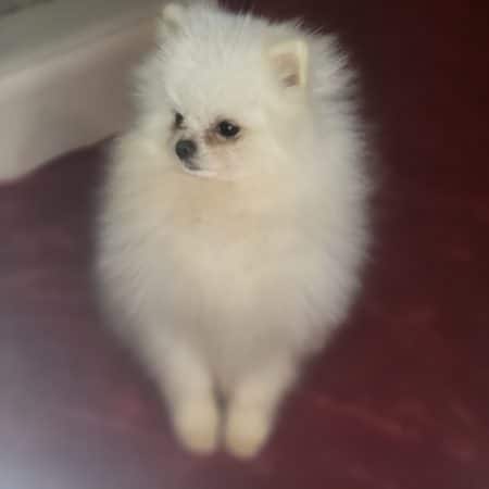 DOMAINE SPITZ NAIN POMERANIAN DES OLIVIERS - Image 3