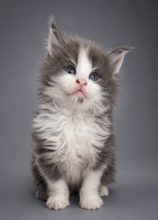CHATTERIE MAINE COONS OF IRISH TOUCH