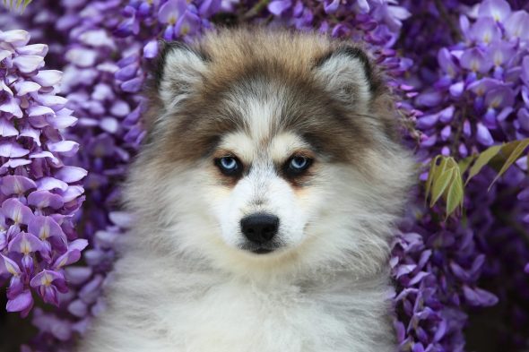 Shubenca Pomsky - Image 7