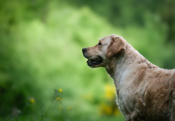 DES PLAINES DES BRUYERES – Whippet et Golden Retriever - Image 16