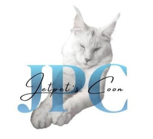 CHATTERIE DE LA JETPET&rsquo;S COON - Image 7