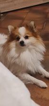 ELEVAGE MERCOTTE Bichon frisé- Spitz