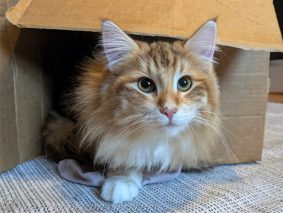 Chatterie des &lsquo;Tites Terreurs
