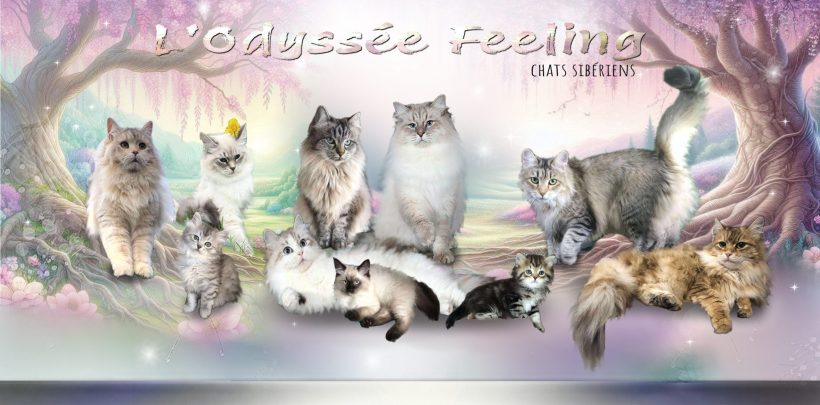 Elevage L&rsquo;ODYSSEE FEELING