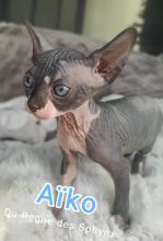 LE REGNE DES SPHYNX