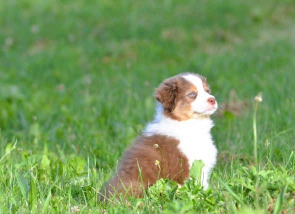 OPAL AUSSIE - Image 17