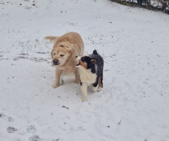 OF DARLING DOG - Image 18