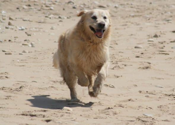 OF DARLING DOG - Image 40