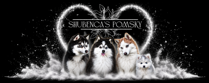 Elevage Shubenca Pomsky