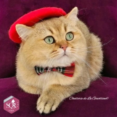 CHATTERIE DE LA GAVOTTINE - Image 2