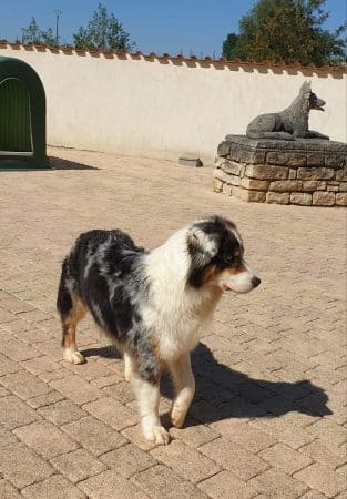 OF DARLING DOG - Image 14