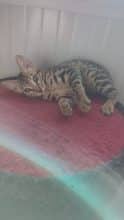 LA CHATTERIE DES REX&rsquo;POILS